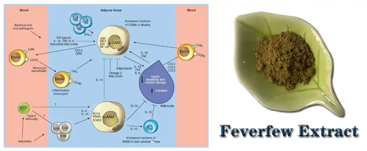 Feverfew Extract Pure.jpg